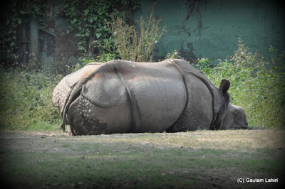 A one-horned rhino tilts on its right as it gorges the grassy ground below  at Kolkata, West Bengal, India by Gautam Lahiri 