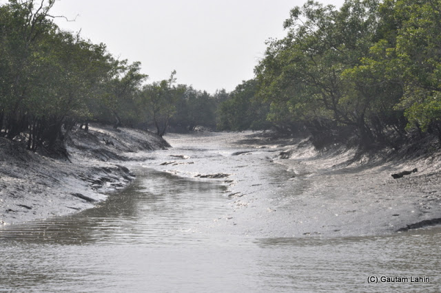 The muddy rivulets which meet the bigger rivers holding the sundari and mangrove trees are perfect hide outs for the predators..we kept our eyes wide open to catch any  at Sunderbans National Park, West Bengal, India by Gautam Lahiri