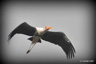 With immaculate precision, the painted stork levels herself for a smooth landing on the edge of the island  at Kolkata, West Bengal, India by Gautam Lahiri