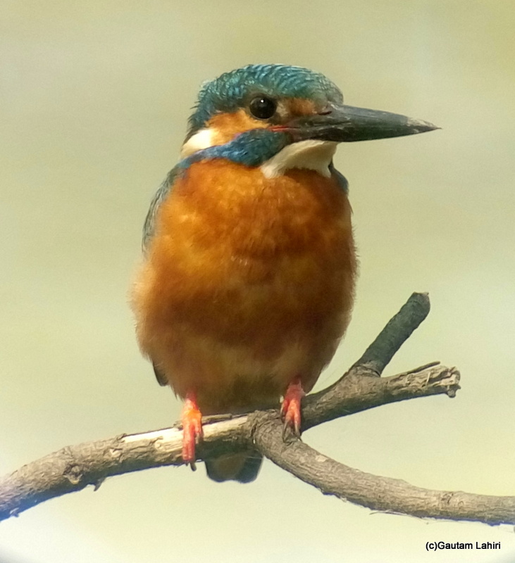 Indian Small Blue Kingfisher