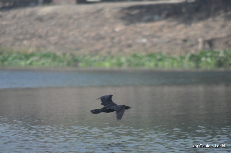 A cormorant scouring for fish flew over the water at low height in Purbasthali by Gautam Lahiri